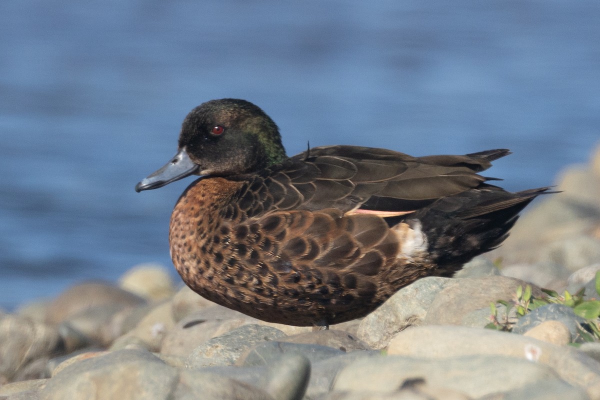anatidé sp. (canard barboteur sp.) - ML639887134