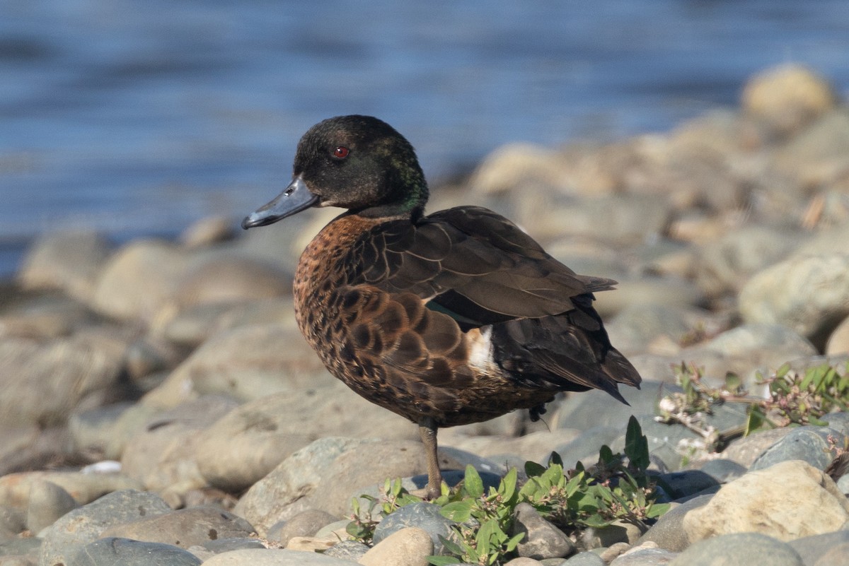 anatidé sp. (canard barboteur sp.) - ML639887135