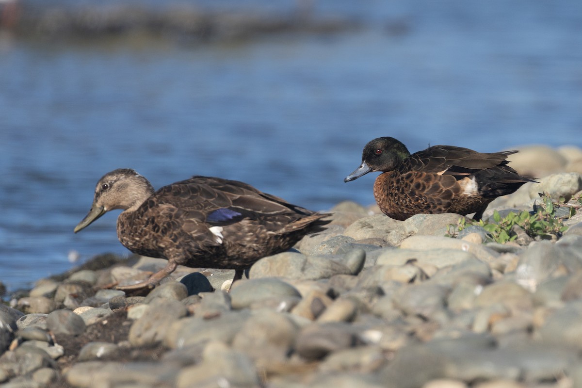 anatidé sp. (canard barboteur sp.) - ML639887136