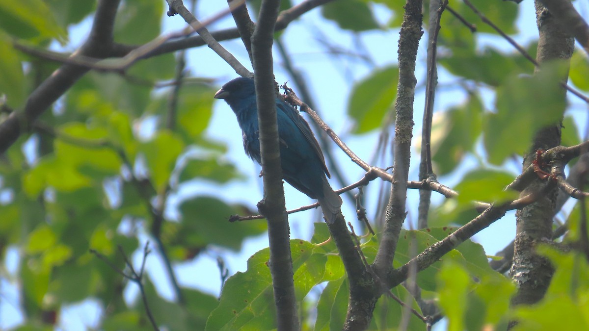Indigo Bunting - ML639887140