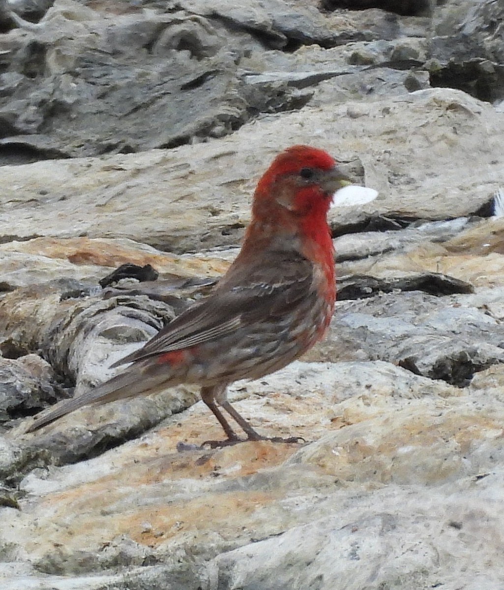House Finch - ML639887164
