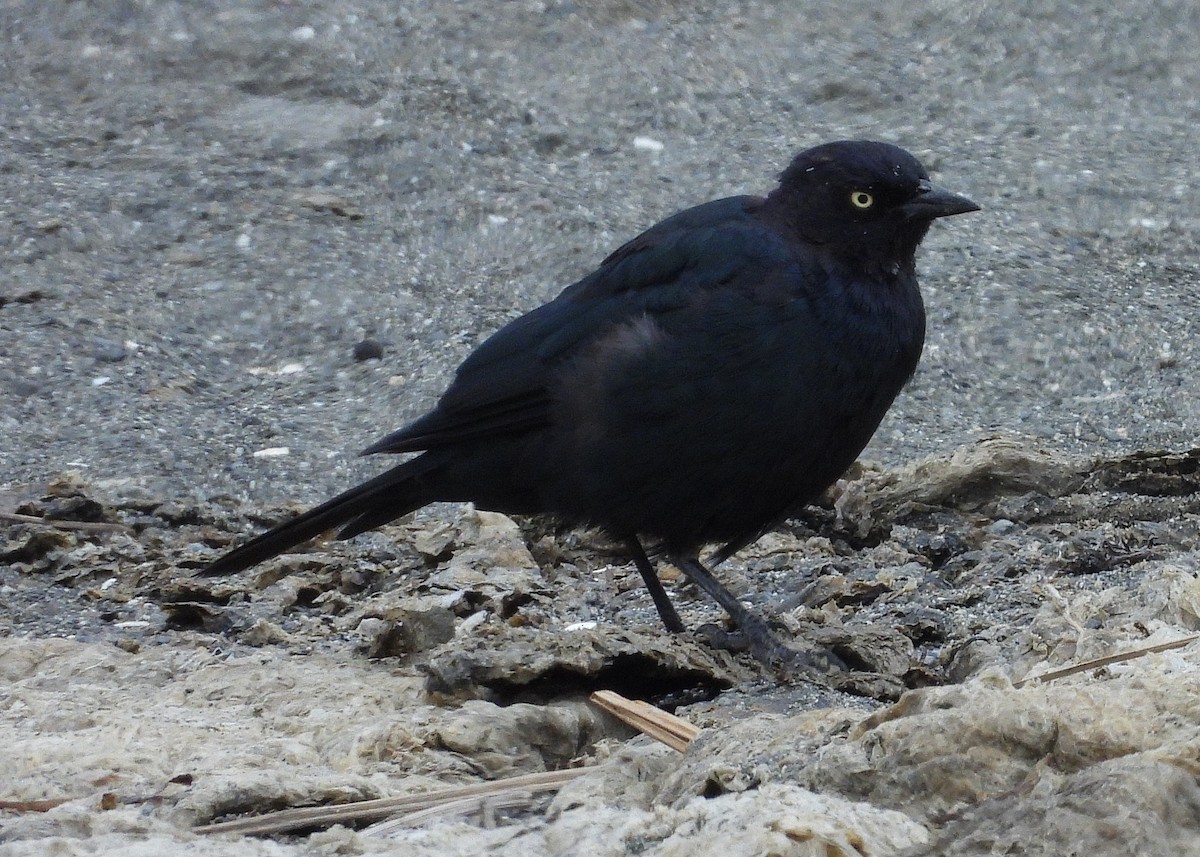 Brewer's Blackbird - ML639887179