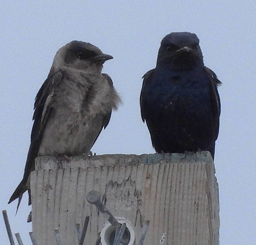 Purple Martin - ML639887191