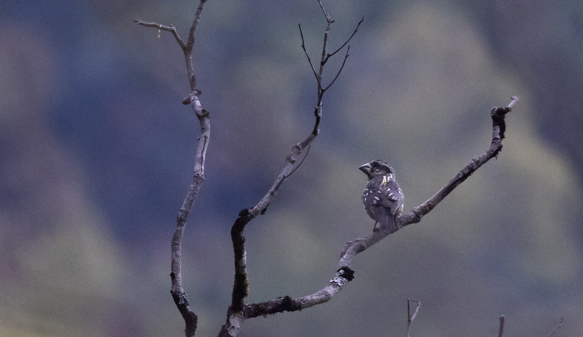 Spot-winged Grosbeak - ML639887201