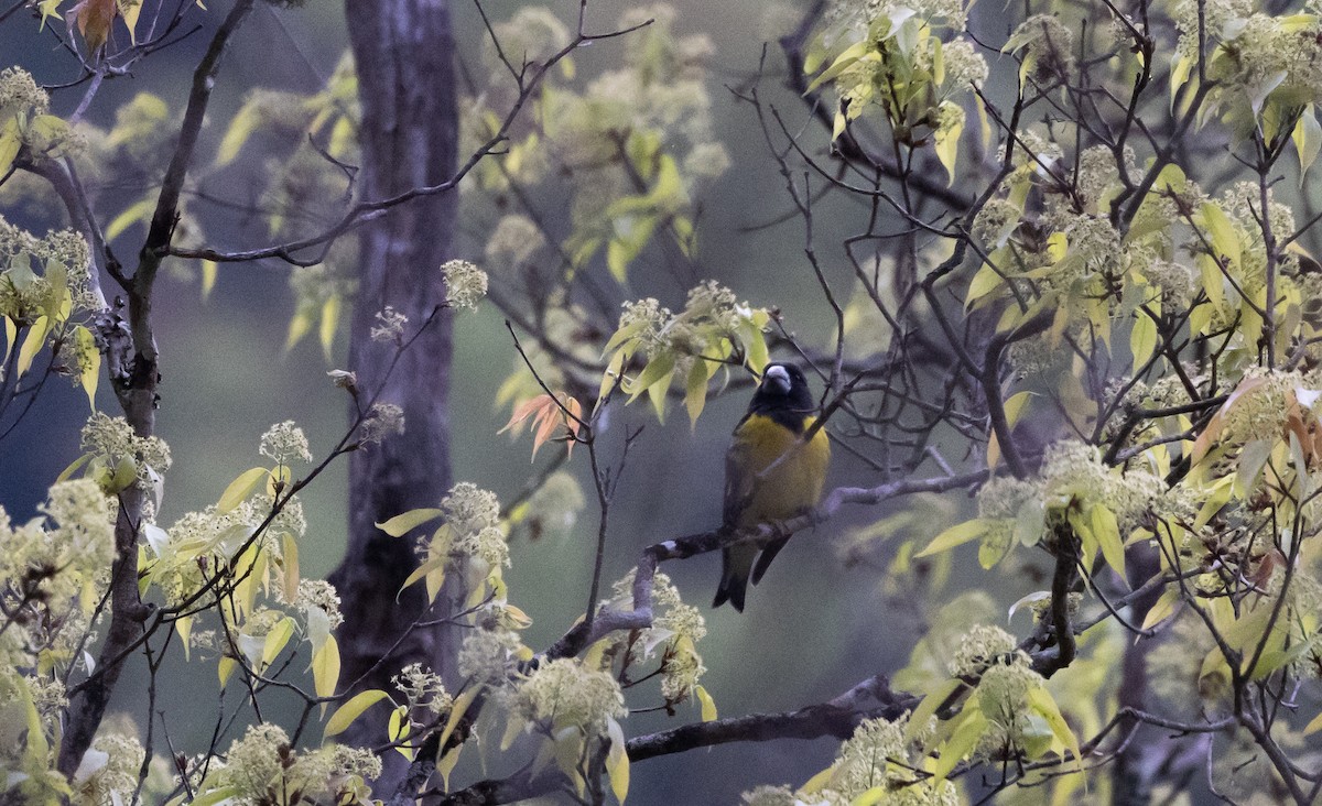 Spot-winged Grosbeak - ML639887203