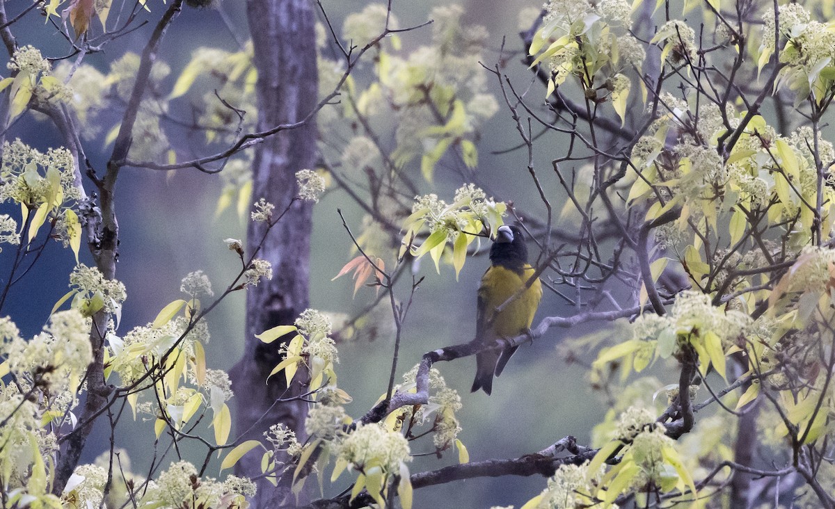 Spot-winged Grosbeak - ML639887204
