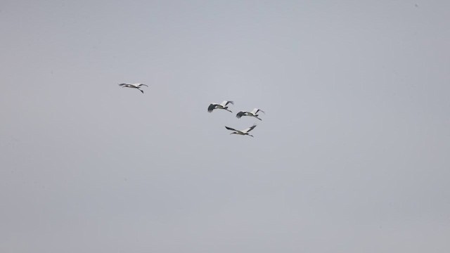 Wood Stork - ML639887207