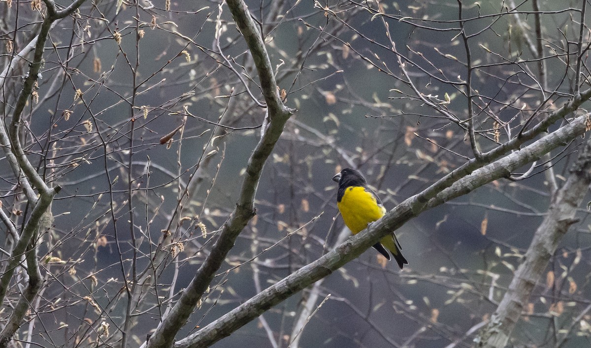 Spot-winged Grosbeak - ML639887219