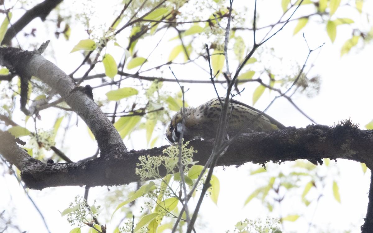 Spot-winged Grosbeak - ML639887224