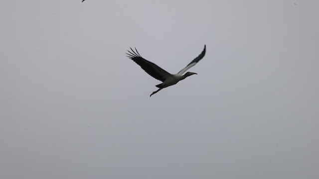 Wood Stork - ML639887231