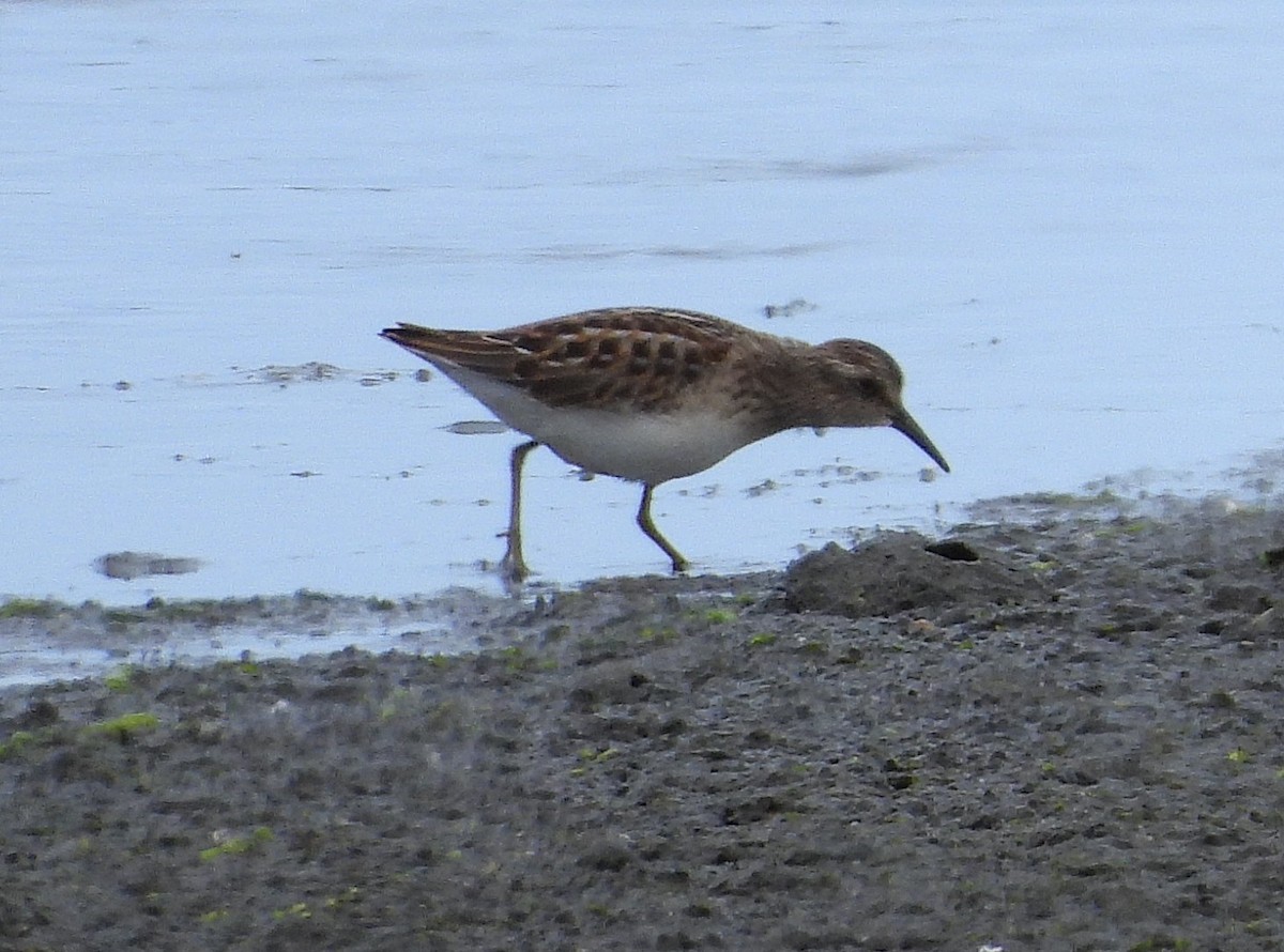 Least Sandpiper - ML639887232