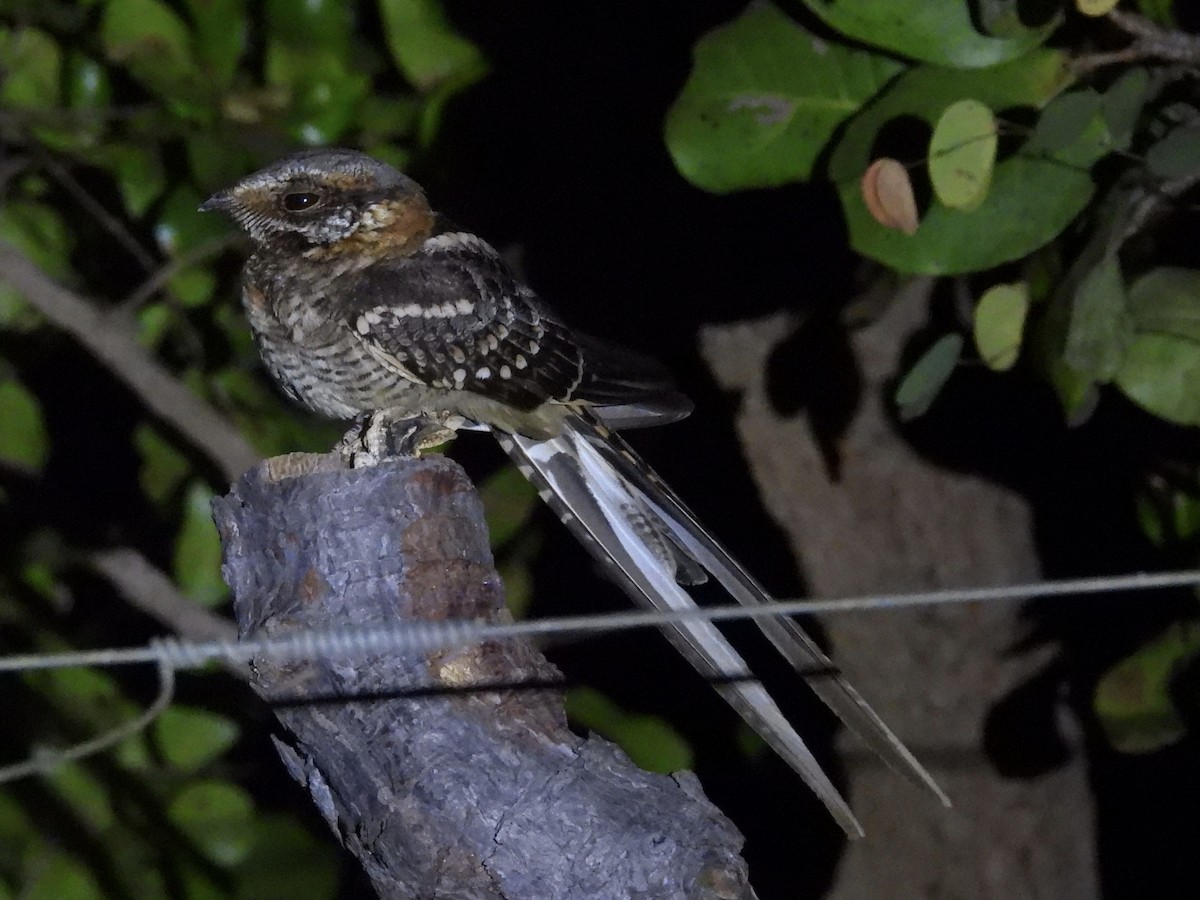 Scissor-tailed Nightjar - ML639887234