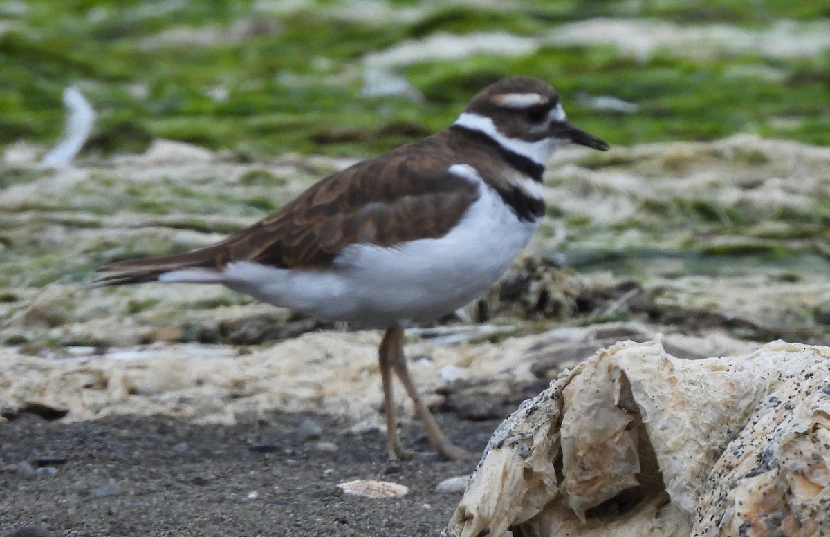 Killdeer - ML639887240