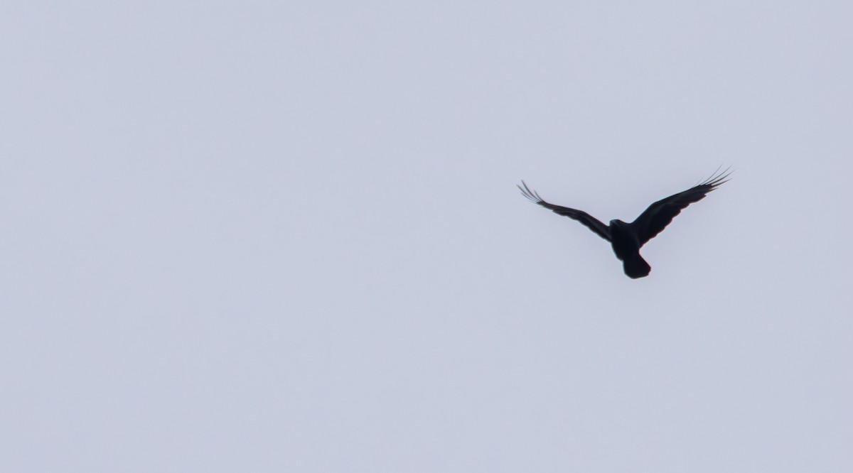 American Crow - ML639887358