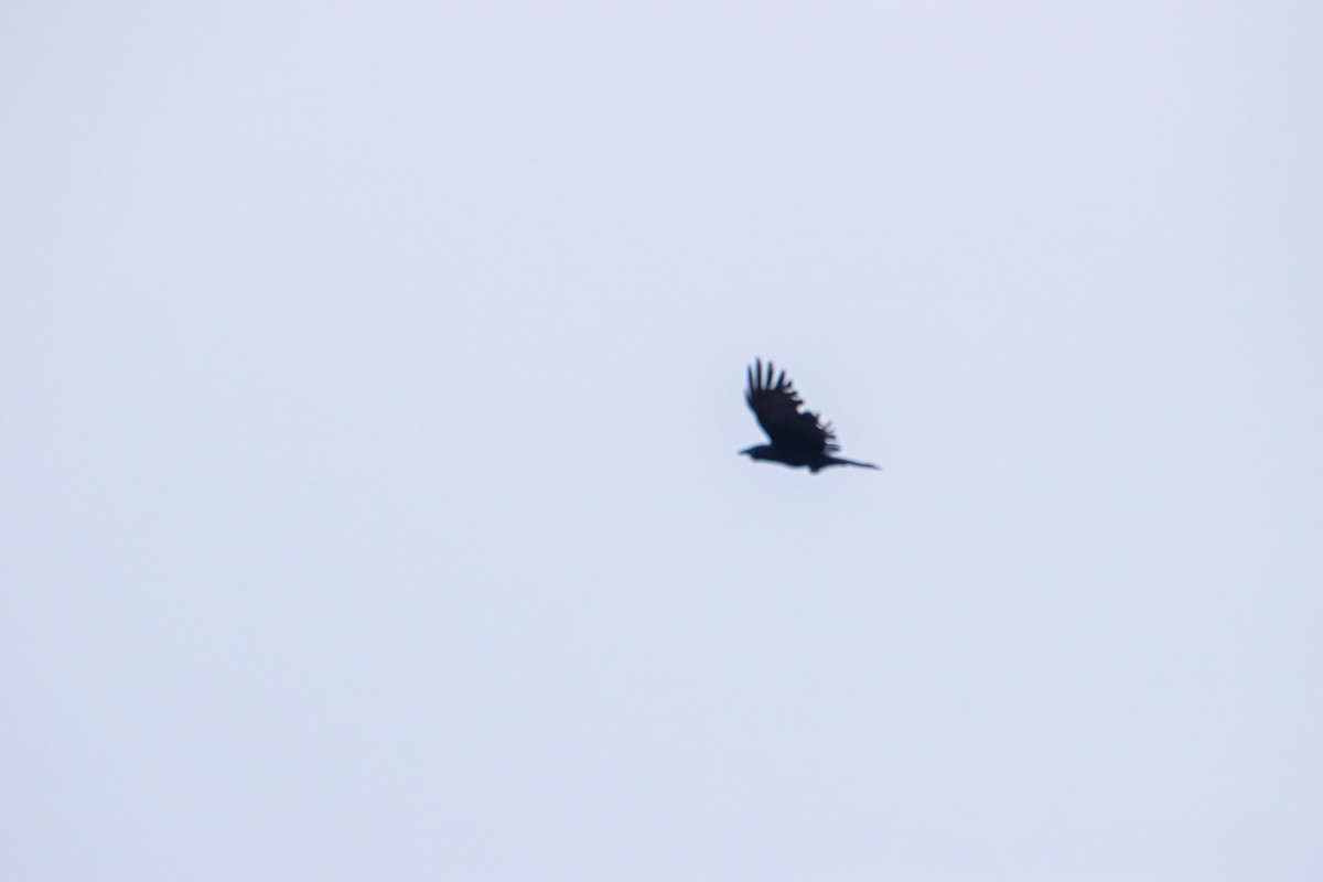 American Crow - ML639887362