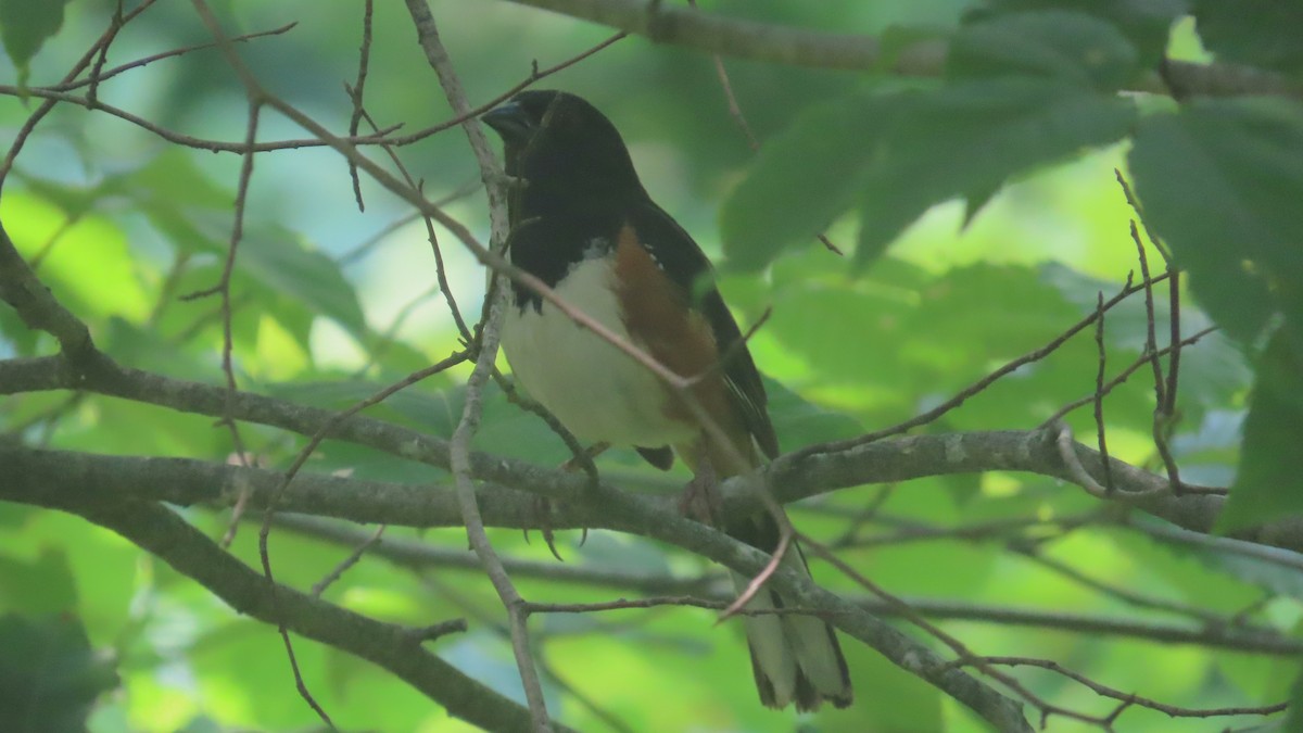Eastern Towhee - ML639887363
