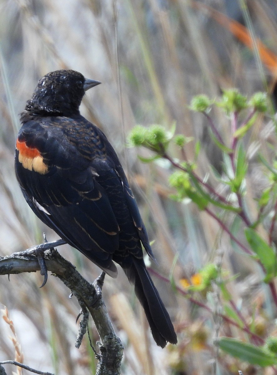 Red-winged Blackbird - ML639887438