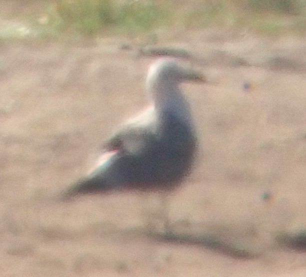 California Gull - ML639887465
