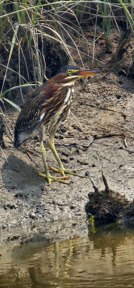 Green Heron - ML639887515