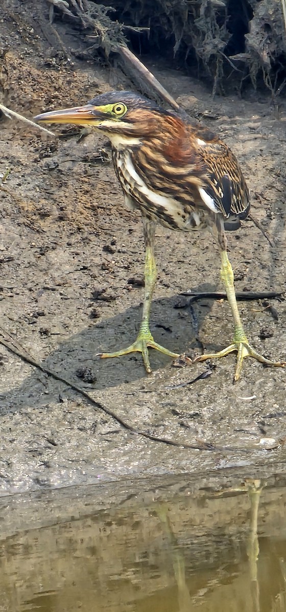 Green Heron - ML639887519