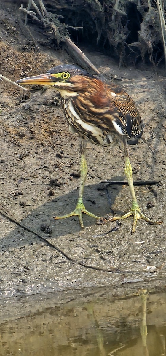 Green Heron - ML639887521