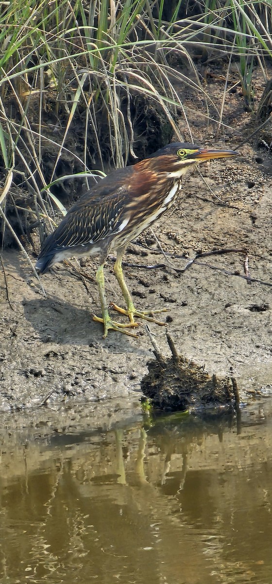Green Heron - ML639887522