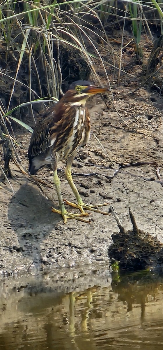 Green Heron - ML639887524