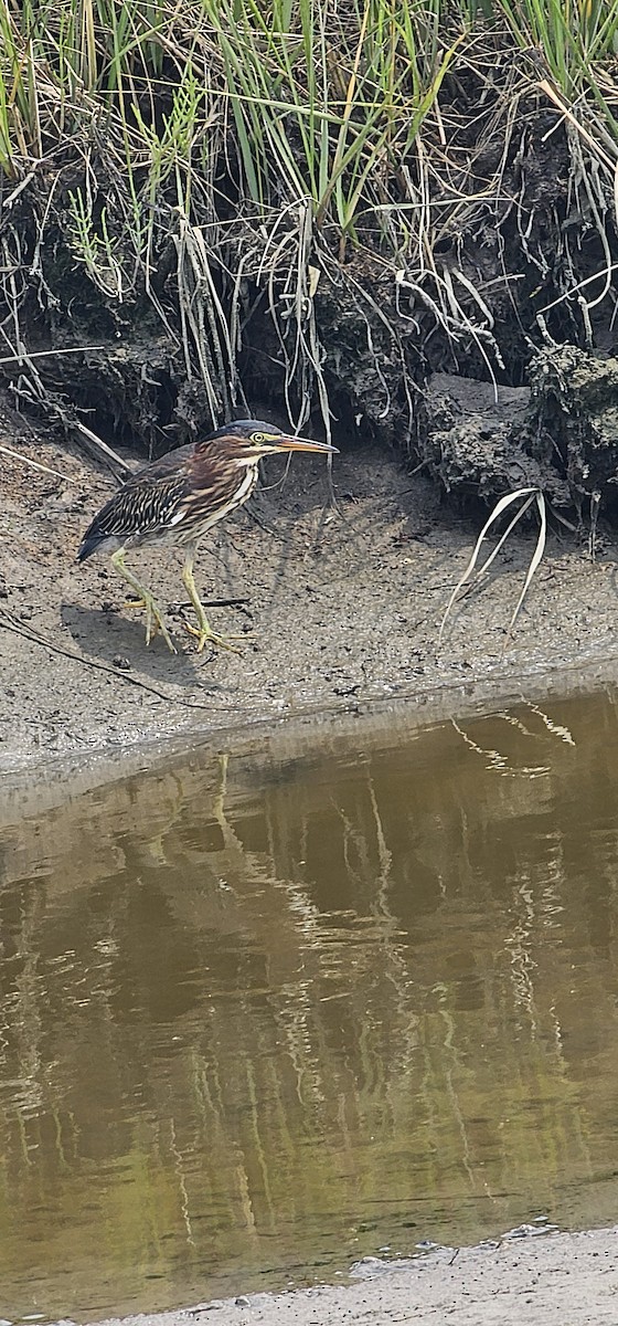 Green Heron - ML639887525
