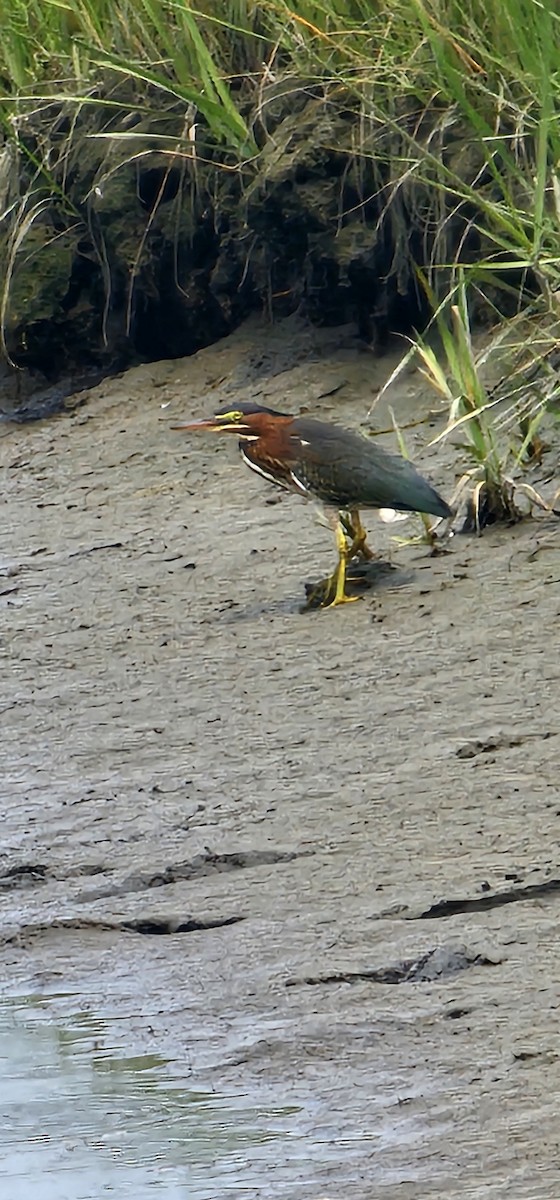 Green Heron - ML639887529