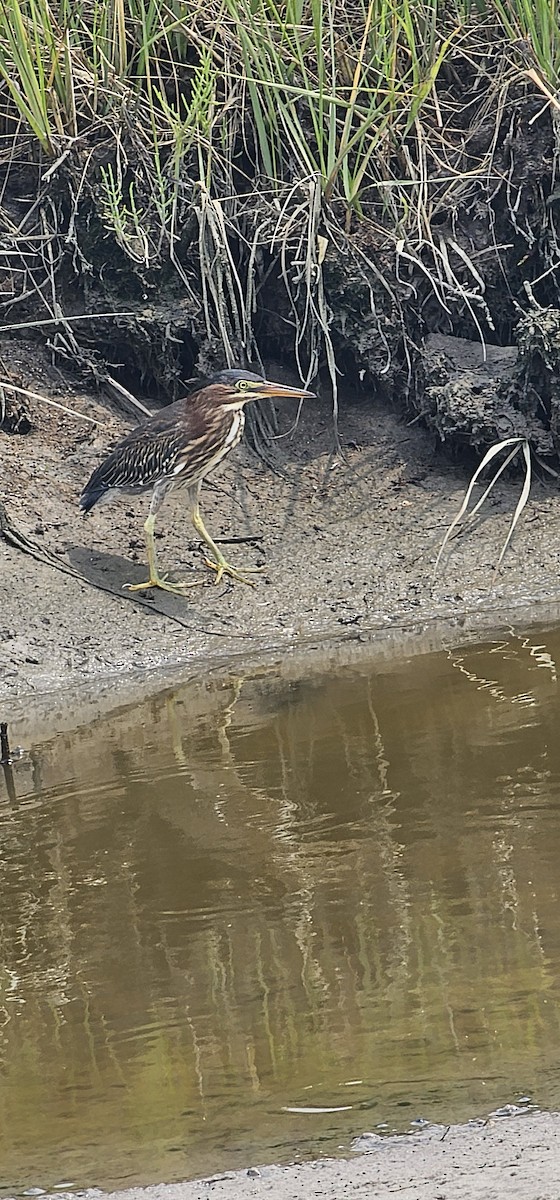 Green Heron - ML639887530
