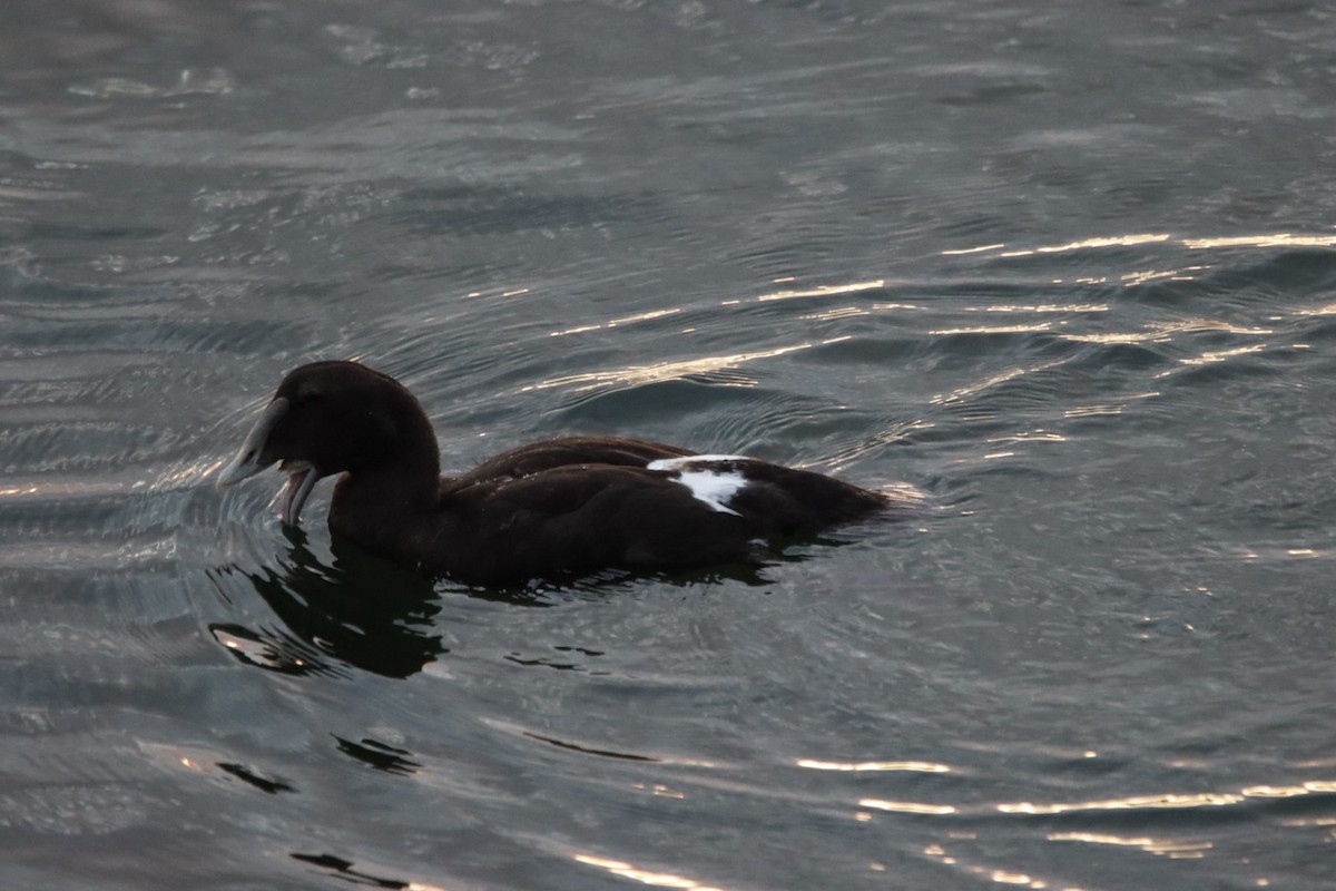 Common Eider - ML639887567