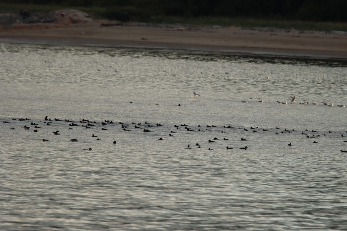 Surf Scoter - ML639887620