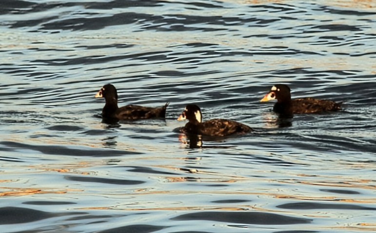 Surf Scoter - ML639887621