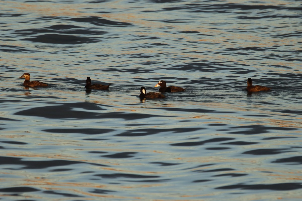 Surf Scoter - ML639887624