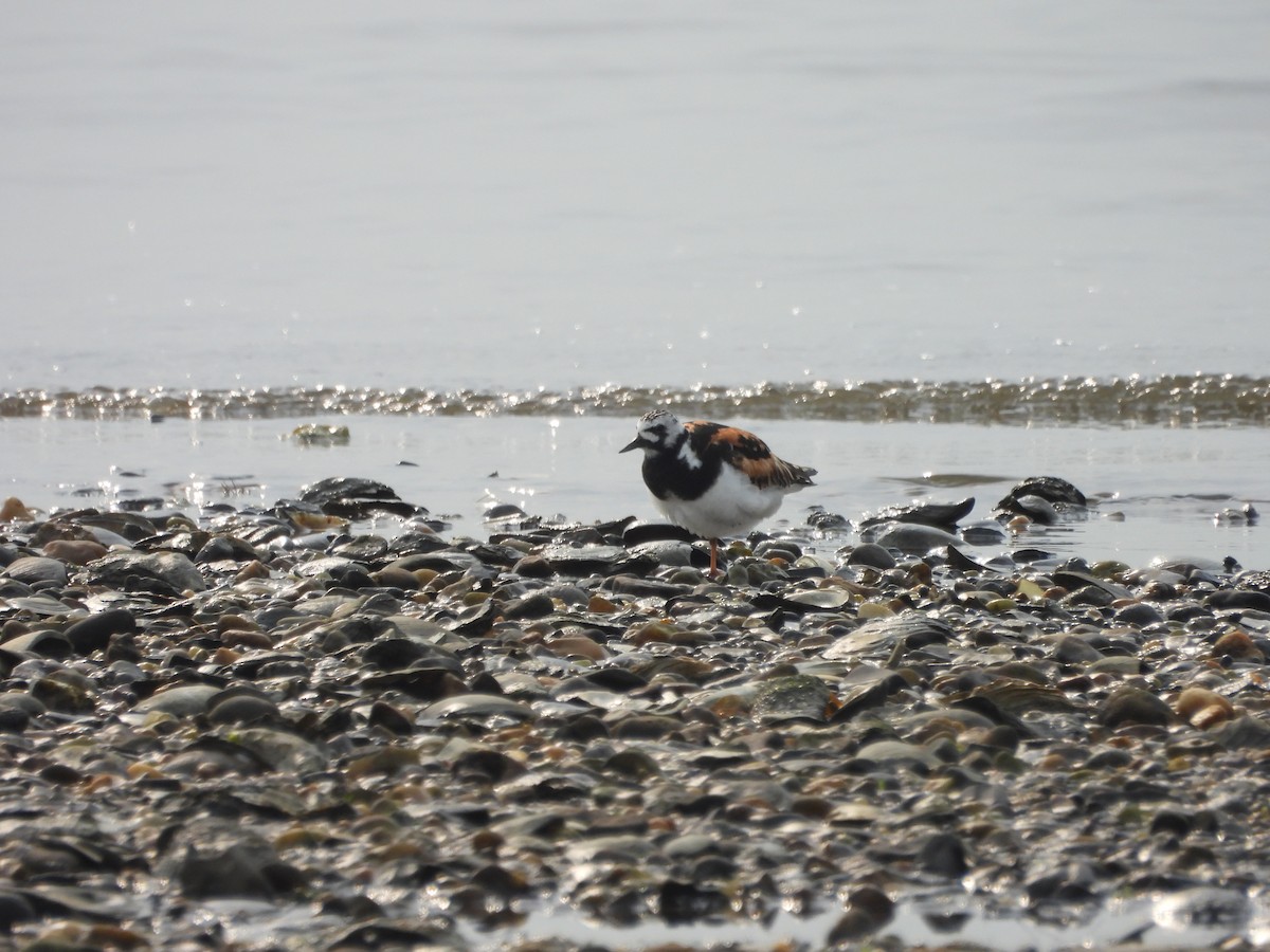 Алаг хайргач - ML639887684