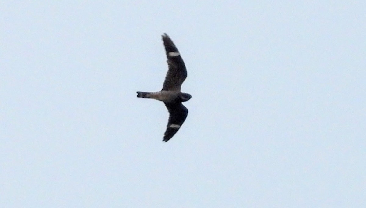 Common Nighthawk - ML639887729