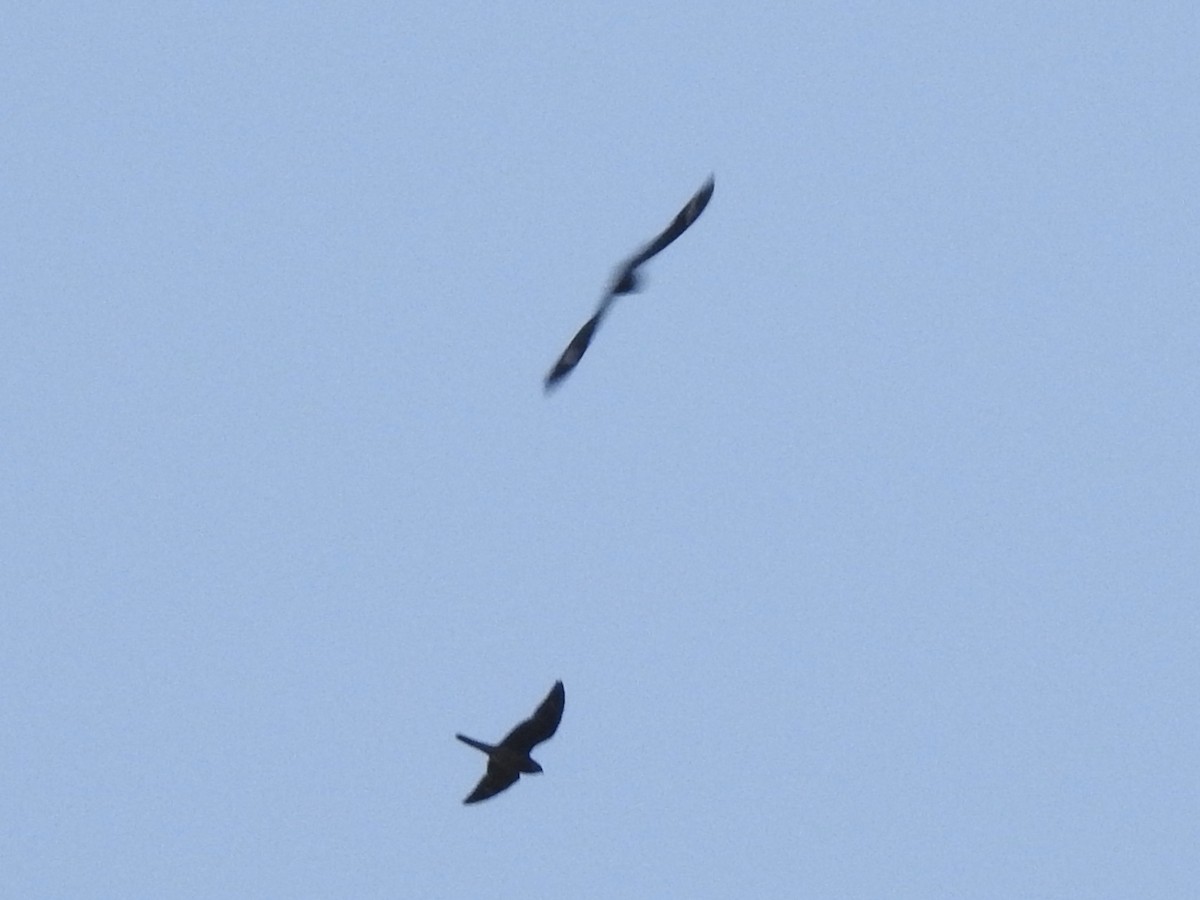 Common Nighthawk - ML639887730