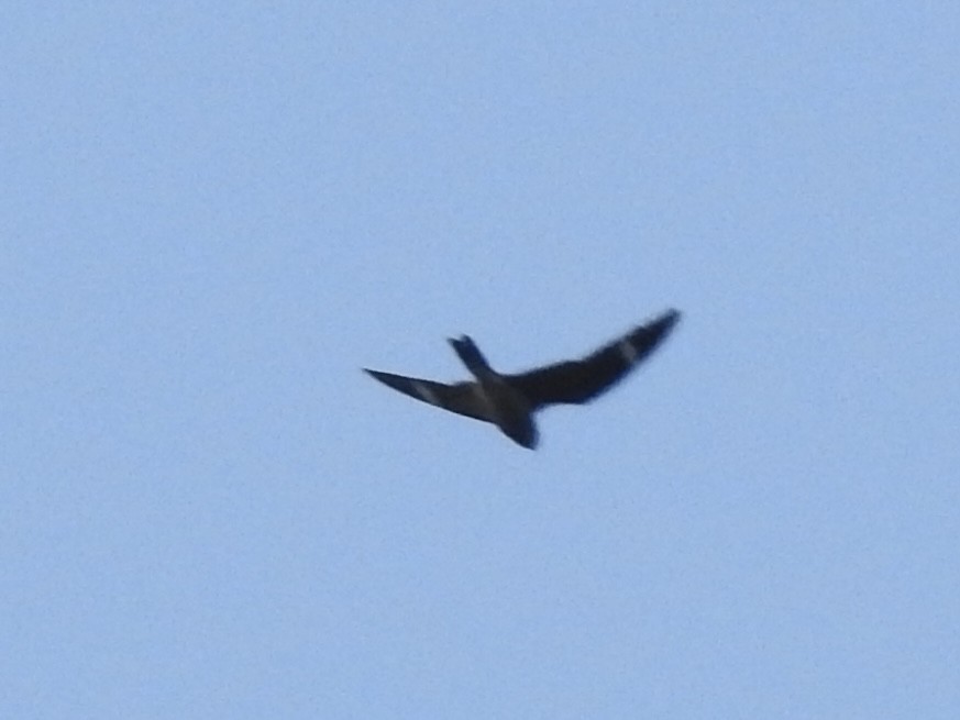 Common Nighthawk - ML639887732
