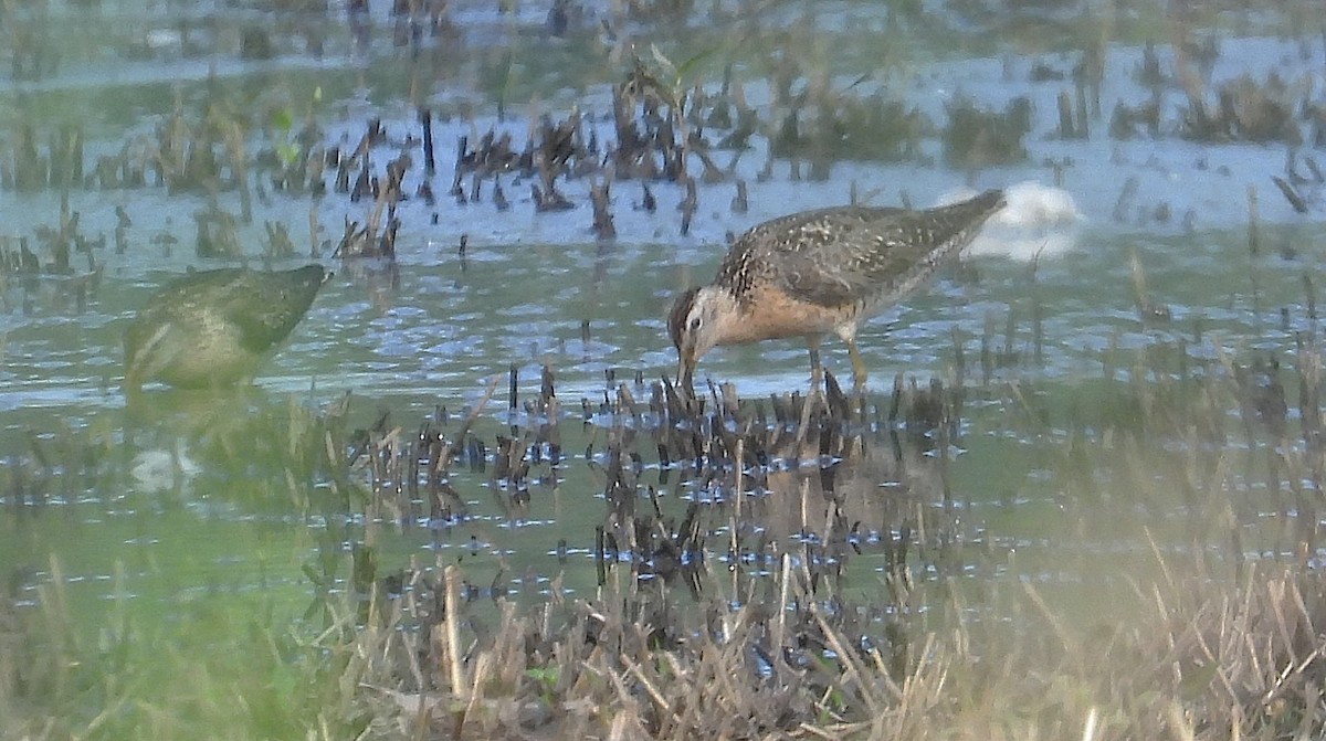 Short-billed Dowitcher - ML639887742