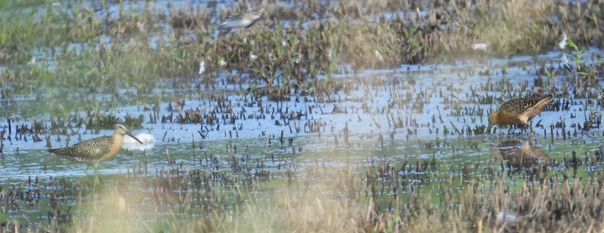Short-billed Dowitcher - ML639887749