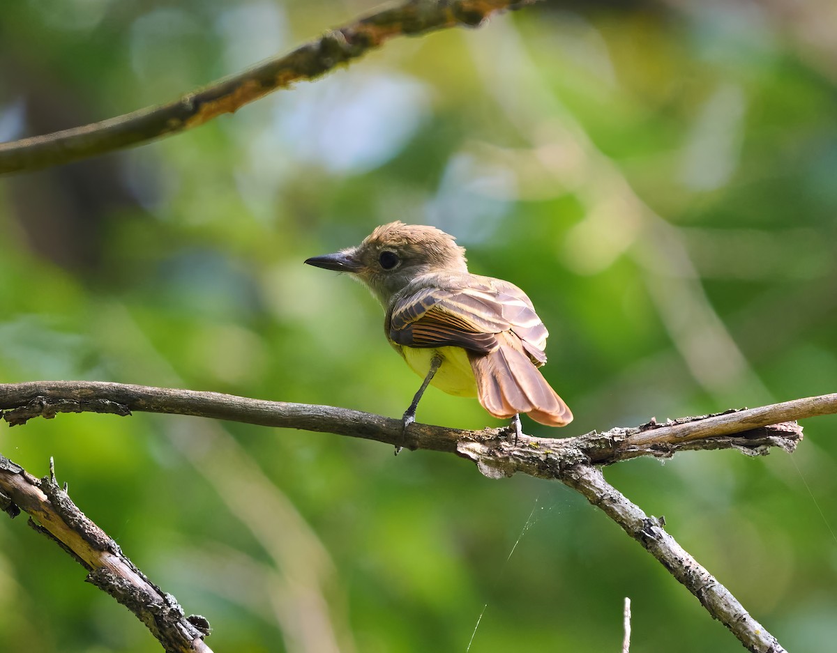 Great Crested Flycatcher - ML639887813