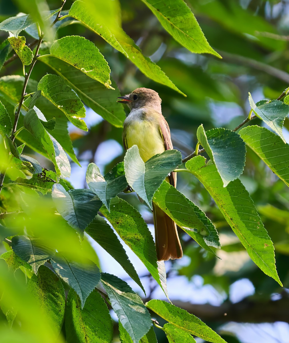 Great Crested Flycatcher - ML639887816