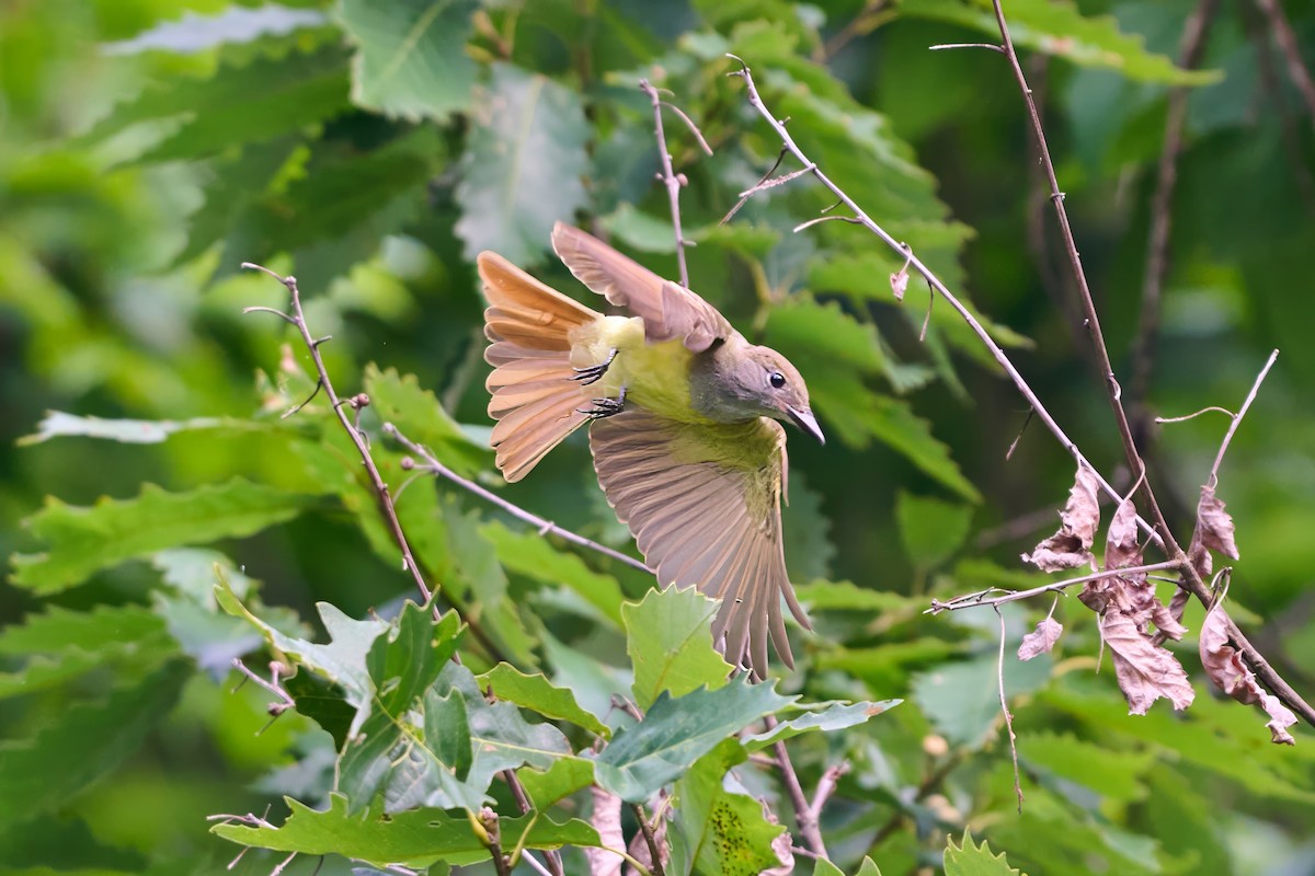 Great Crested Flycatcher - ML639887817