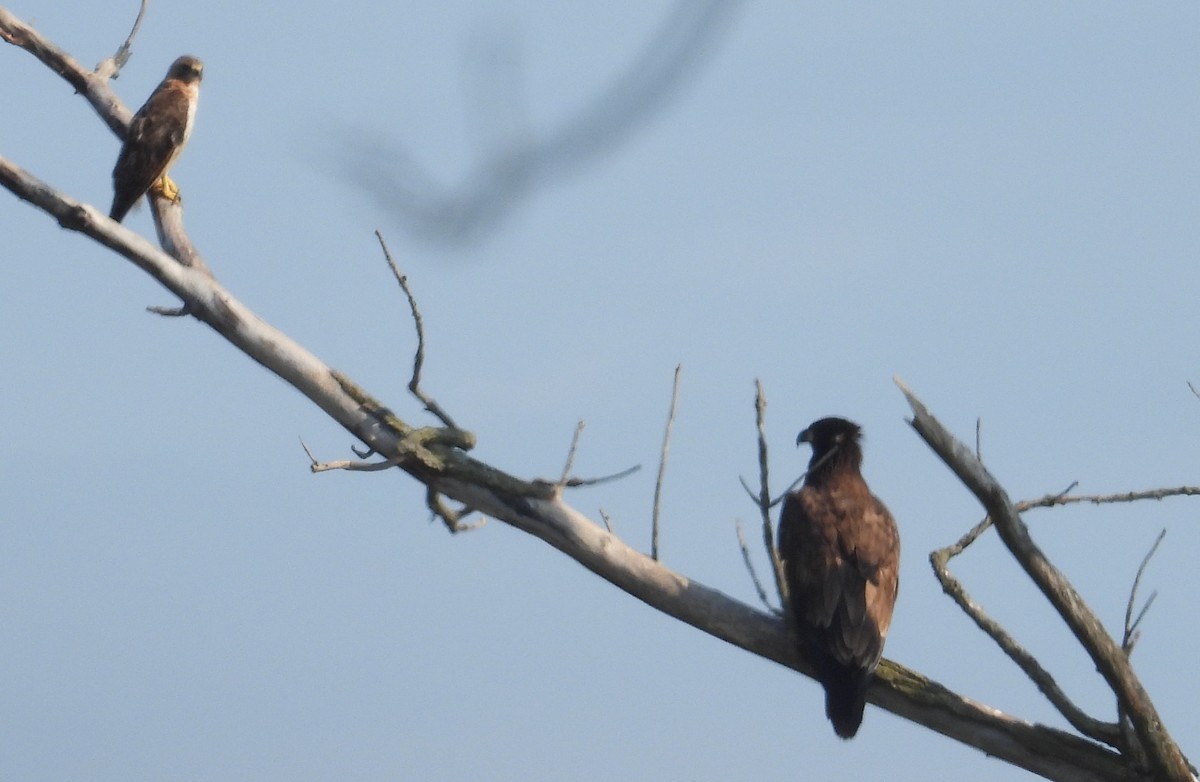 Bald Eagle - ML639887846