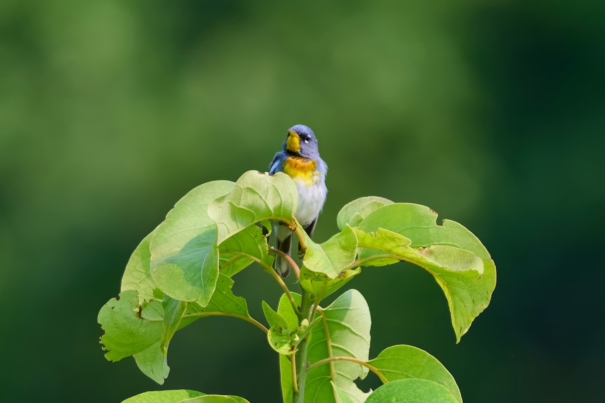 Northern Parula - ML639887848