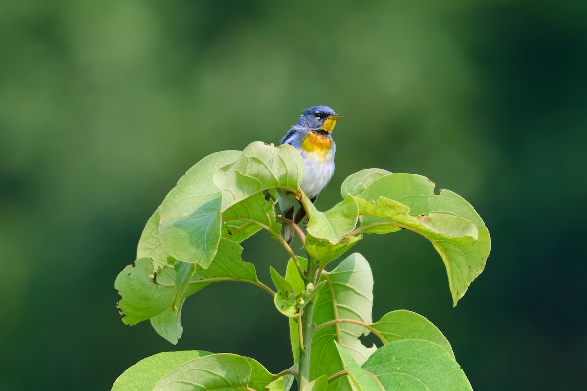 Northern Parula - ML639887849