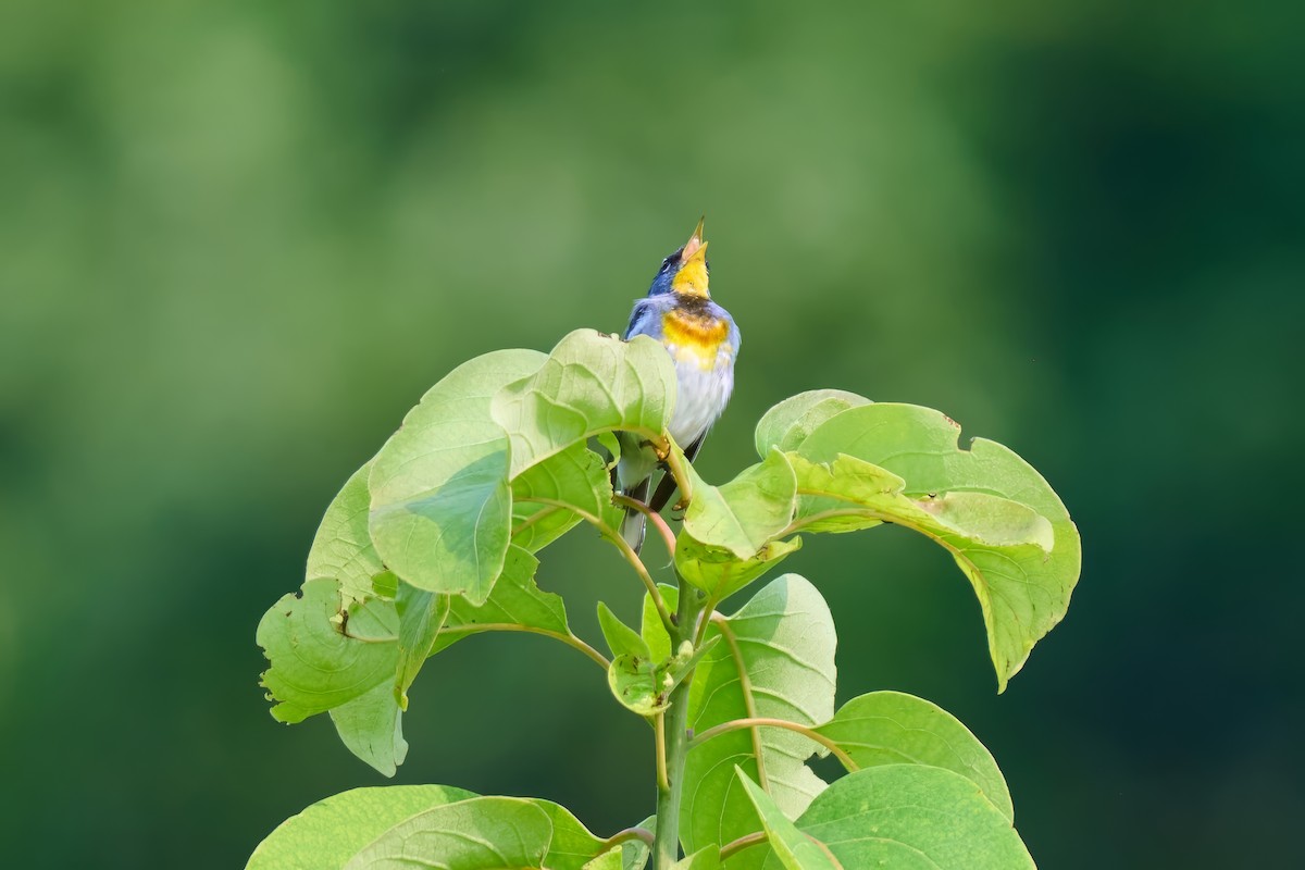 Northern Parula - ML639887850