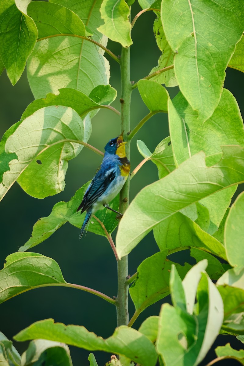 Northern Parula - ML639887851