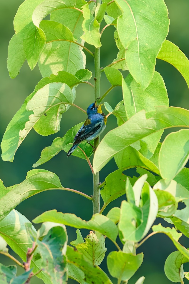 Northern Parula - ML639887852