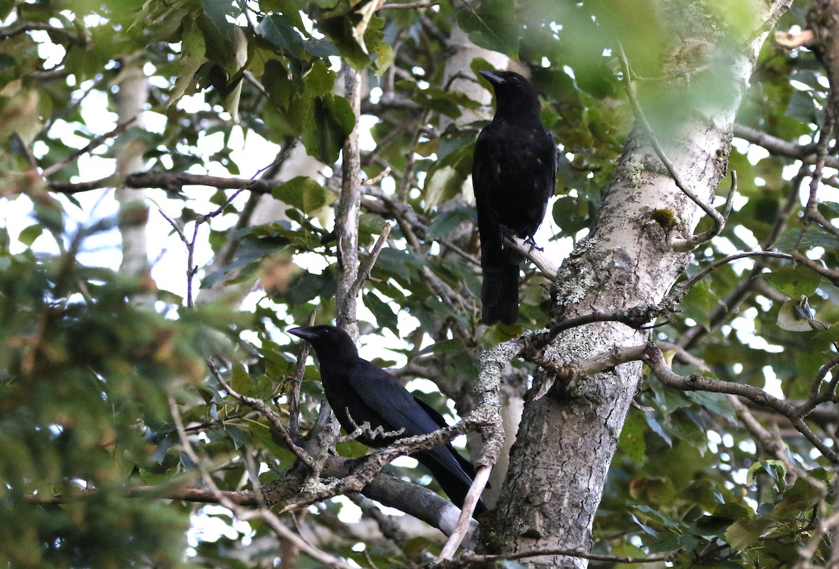 American Crow - ML639887866